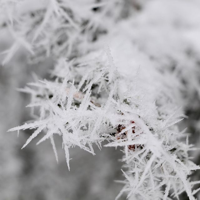 DESTHIEUX Simon, La nature nous offre parfois de belles prouesses ❄️