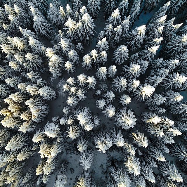 DALE Johannes, 🌲❄️