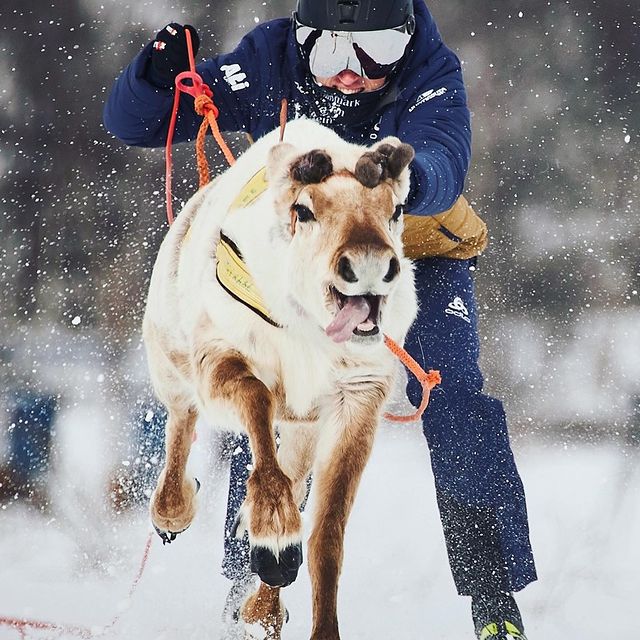 BOE Tarjei, Det her var så vanvittig kult🦌 @visa_njeira og @finnmarkrein har gitt meg en rein. Den er så klart lynrask🤩